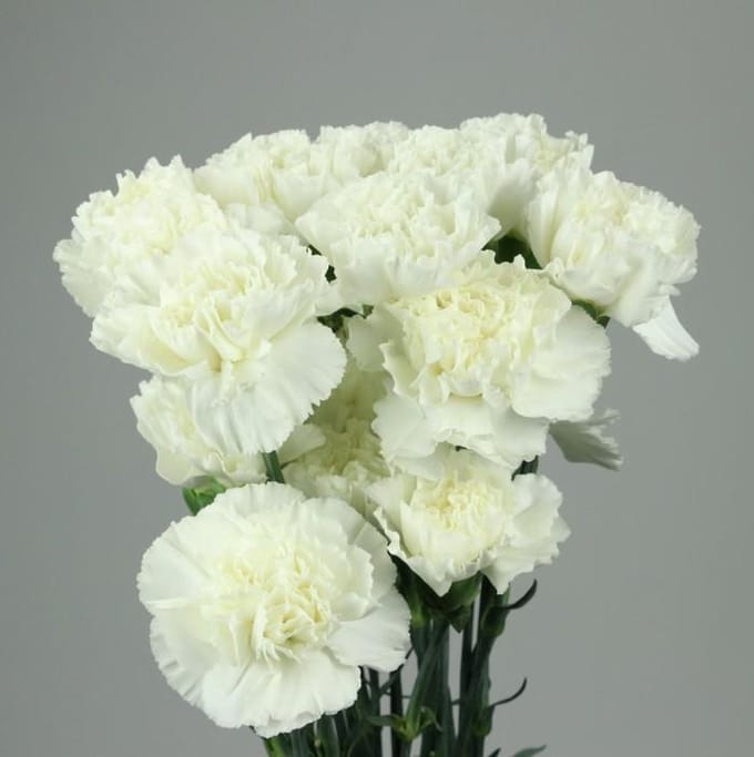 20 witte anjers