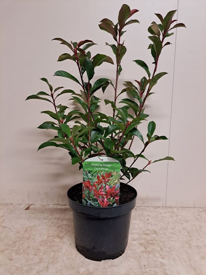 Photinia x fraseri 'Carré Rouge' - GLANSMISPEL 40-50 cm in pot