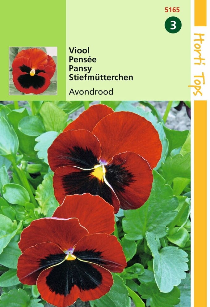 2 stuks - Hortitops - HT Viola, Viool Avondrood