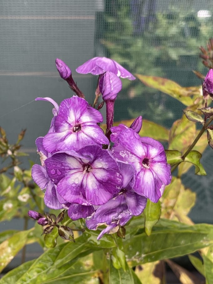 6x Vlambloem - Phlox (p) 'Laura' | 9x9 cm pot