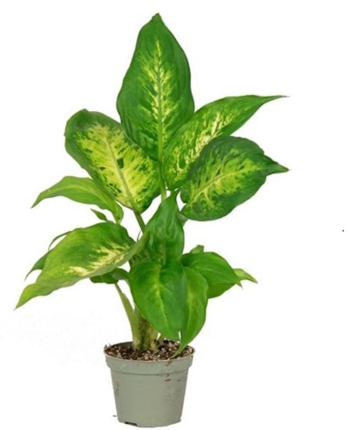 JUNAVERA Dieffenbachia compacta terrariumplant | 9 cm pot | 35 cm hoog bij levering