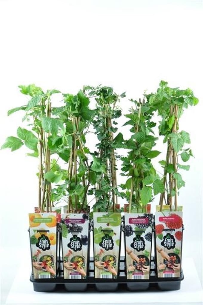 Fruitplanten mix - set van 6 verschillende soorten fruit - hoogte 30-40 cm