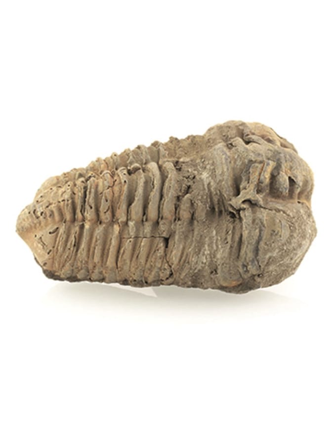 Trilobiet bruin ca. 6 cm