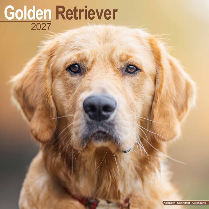Golden Retriever Kalender 2027