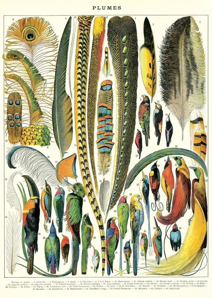 Cavallini & Co - Vintage poster/schoolplaat - Veren