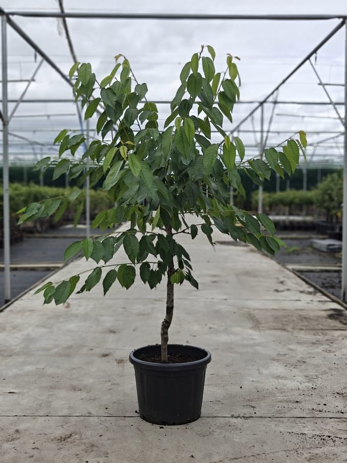 Prunus avium - Oude Kersenboom 'Kordia' - Onderstam Gisela 5 - 45L pot - ca. 2m
