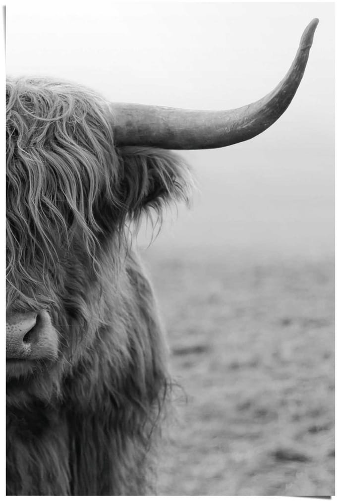 Poster Highlander - 91,5 x 61 - Papier - REINDERS