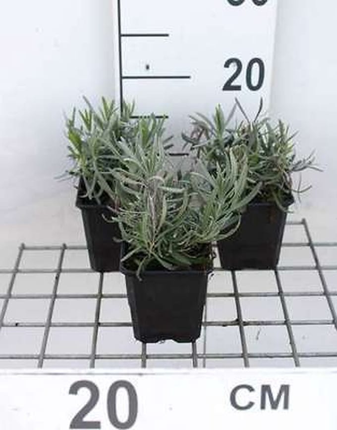 6x Lavandel - Lavandula int. 'Dutch' | 9x9 cm pot