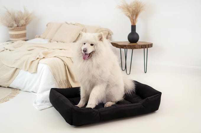 Lit pour chien imperméable ECCO, S M L XL XXL 3XL S - 55/45 cm noir