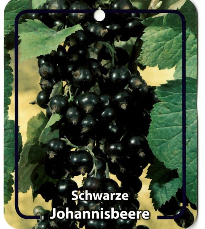 Oosterik home - Ribus Nigrum Schwarze Johannisbeeren