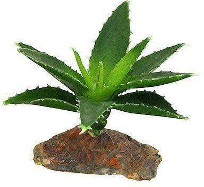 Lucky Reptile Agava small