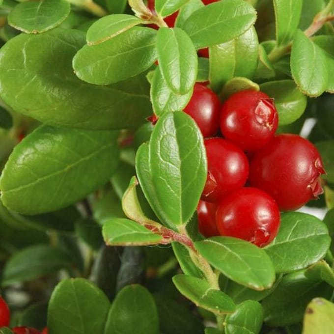 Vaccinium Macrocarpon - Grote Veenbes 30-40 cm in pot