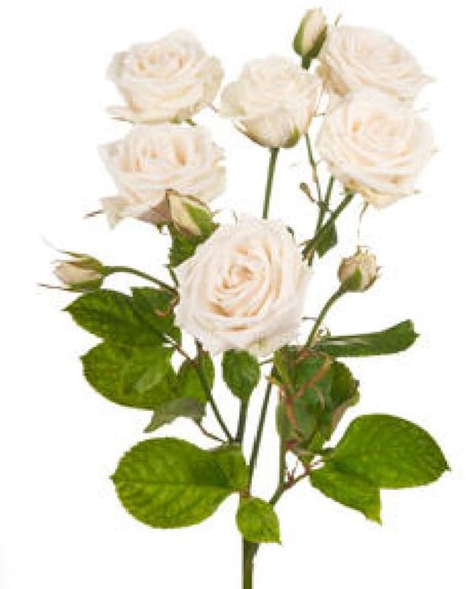 10x Rosa royal porcelina 60cm