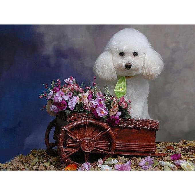 5d bricolage diamant broderie mignon caniche fleurs diamant peinture point de croix 20X30CM gray
