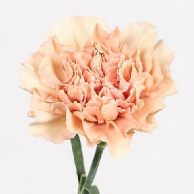 20x Dian.st.honey 70cm