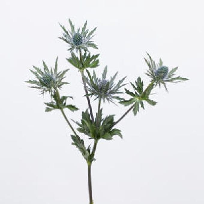 10x Eryngium orion questar 60cm