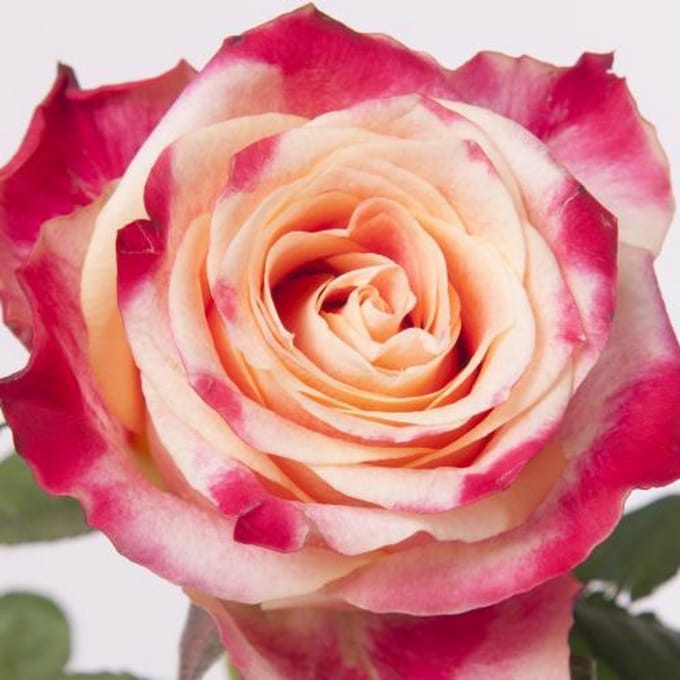 20x Rosa chapeau 60cm
