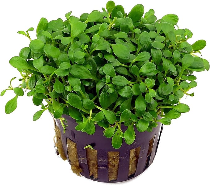 Moerings Glossostigma Elantinoides | Australisch dwergkruid | in 5 cm pot