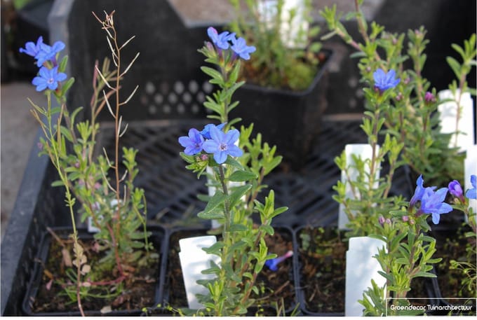 6 x Lithodora Diffusa 'Heavenly Blue' - Steenzaad pot 9x9cm
