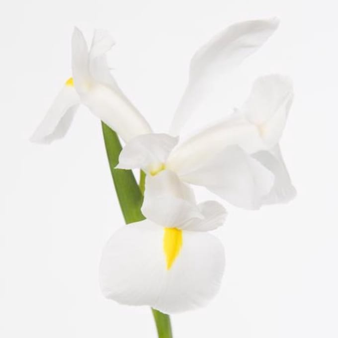 50x Iris casablanca 60cm