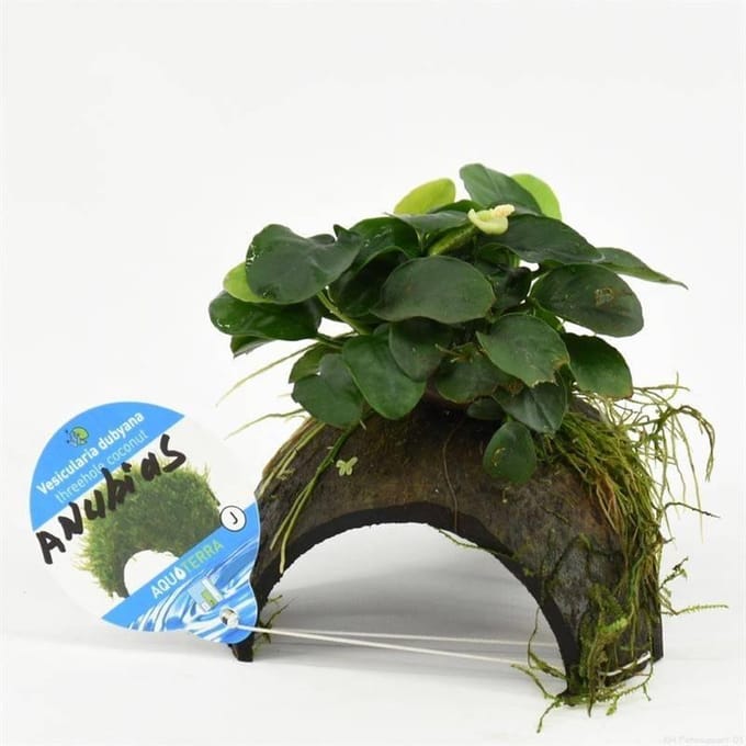 3-gaats Cocosnoot met Anubias