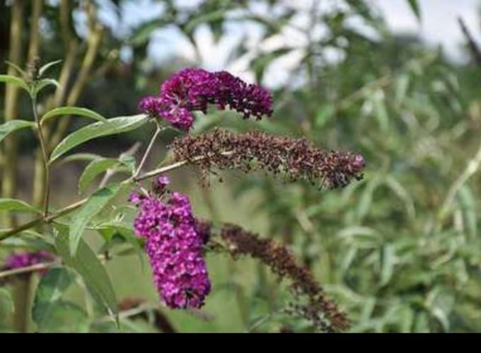 2 x Buddleja dav. 'Royal Red' - Vlinderstruik 60- 80 cm in pot