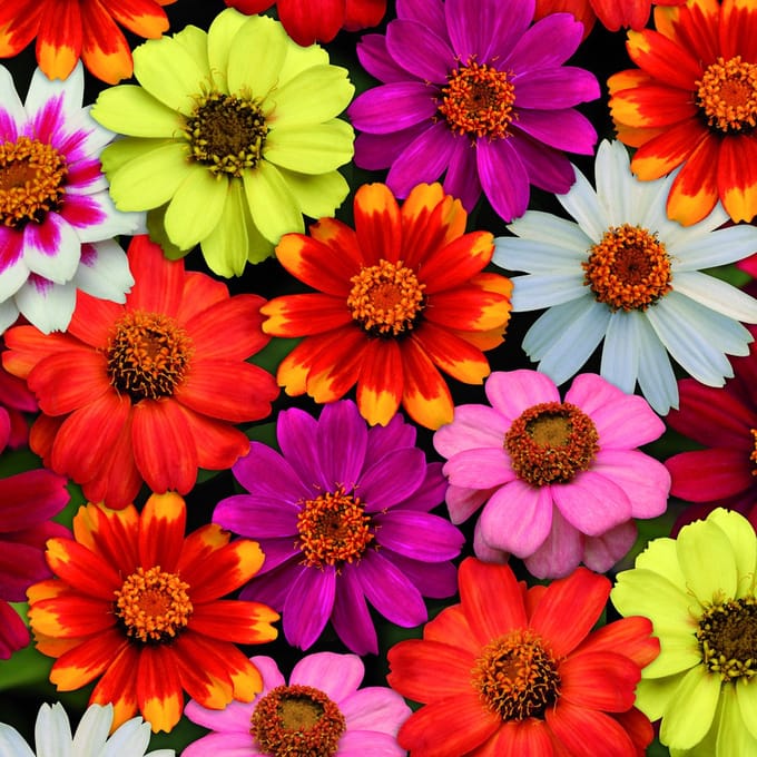 Zinnia x hybrida Zahara F1 Mix
