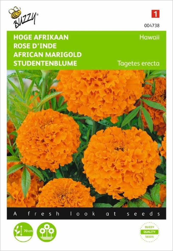 Afrikaan Hawaii oranje - Tagetes erecta