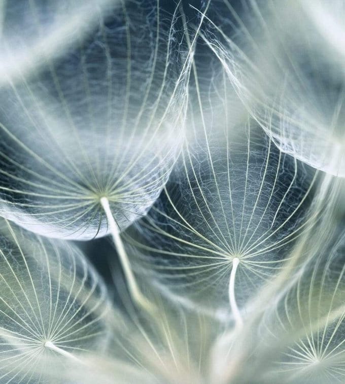Fotobehang - Dandelion Macro 225x250cm - Vliesbehang