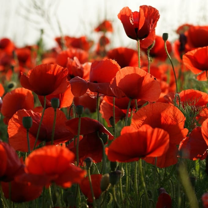 Enkele rode veldpapaver, verse groentezaden PREMIUM 0,5 g