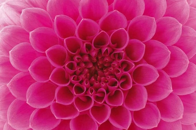 Fotobehang - Pink Dahlia 375x250cm - Vliesbehang