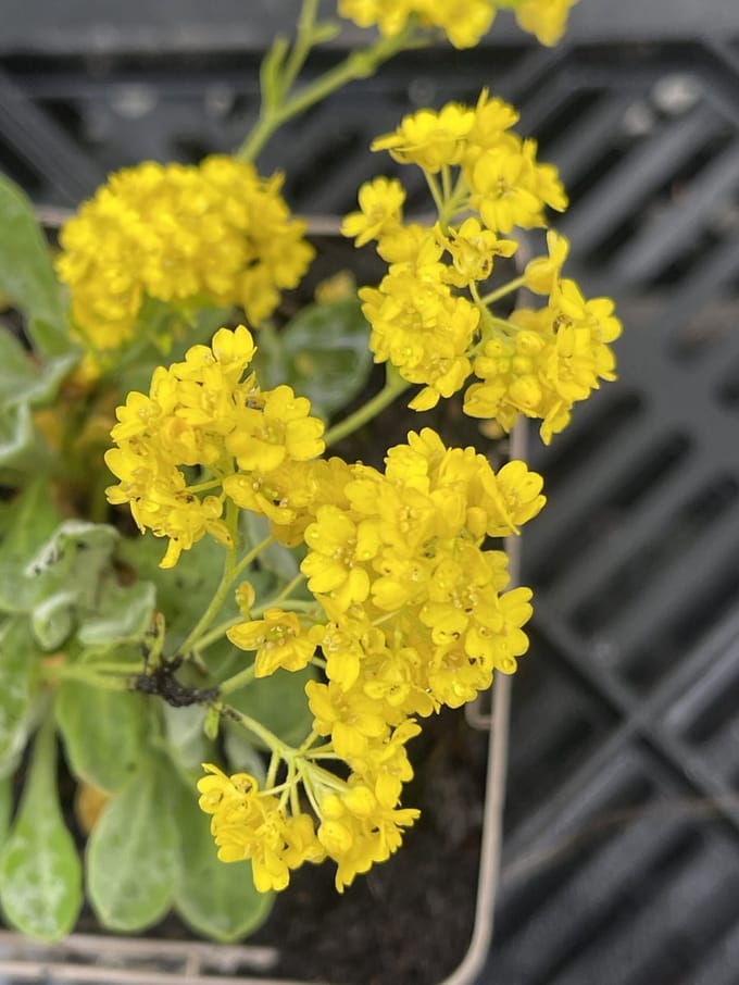 6x Aurinia - Aurinia saxatilis | 9x9 cm pot