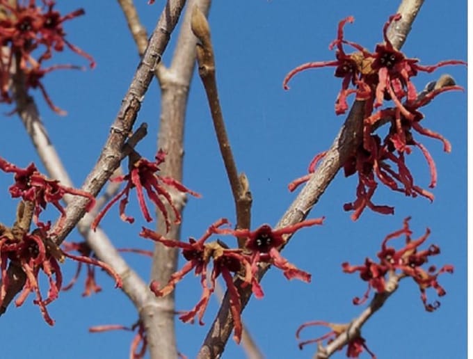 Hamamelis Intermedia 'Ruby Glow' - Toverhazelaar 40-60 cm pot