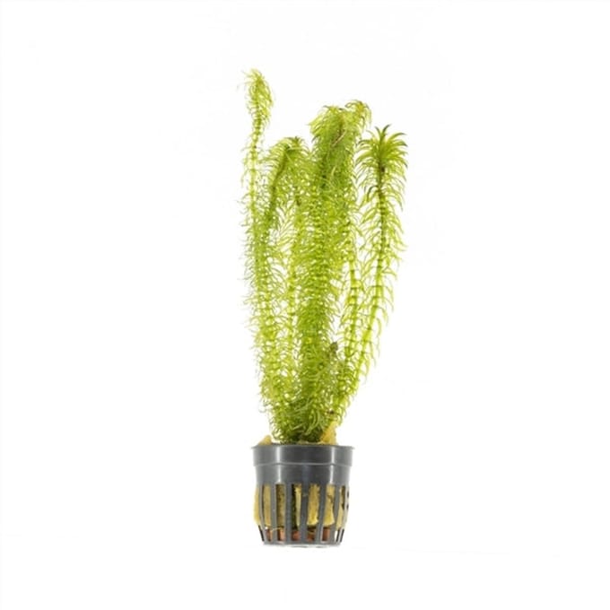 Moerings Najas | Nimfkruid | in 5 cm pot