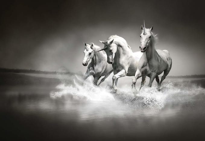 Fotobehang Unicorns Horses Black White | PANORAMIC - 250cm x 104cm | 130g/m2 Vlies