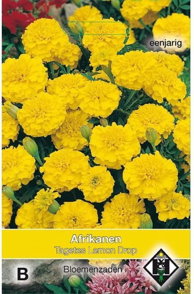 Van Hemert & Co - Laag Afrikaantje Lemon Drop (Tagetes patula)
