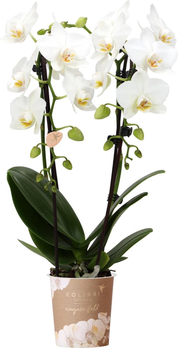 Witte Phalaenopsis orchidee - Niagara Fall - potmaat Ø9cm -