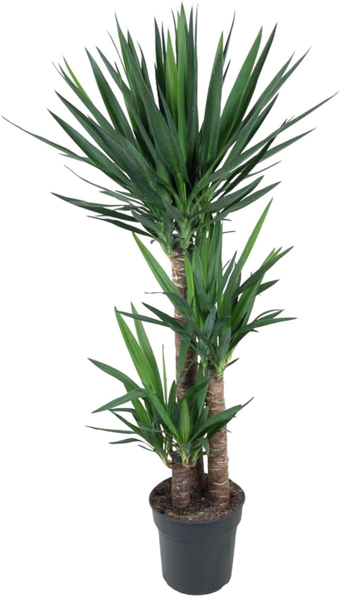 Green Harmony - Yucca Elephantipe - 140 cm - ø27