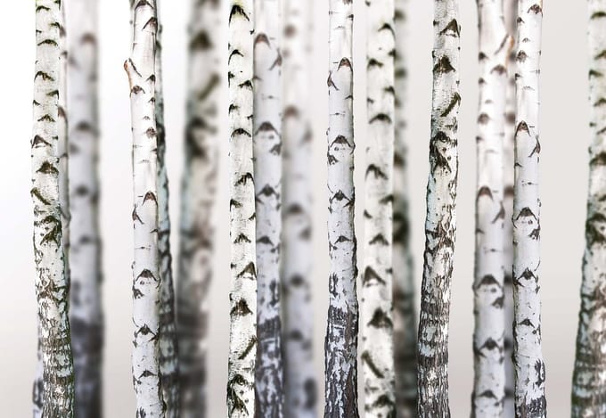 Fotobehang  Stem Trees Forest Nature | XL - 208cm x 146cm | 130g/m2 Vlies