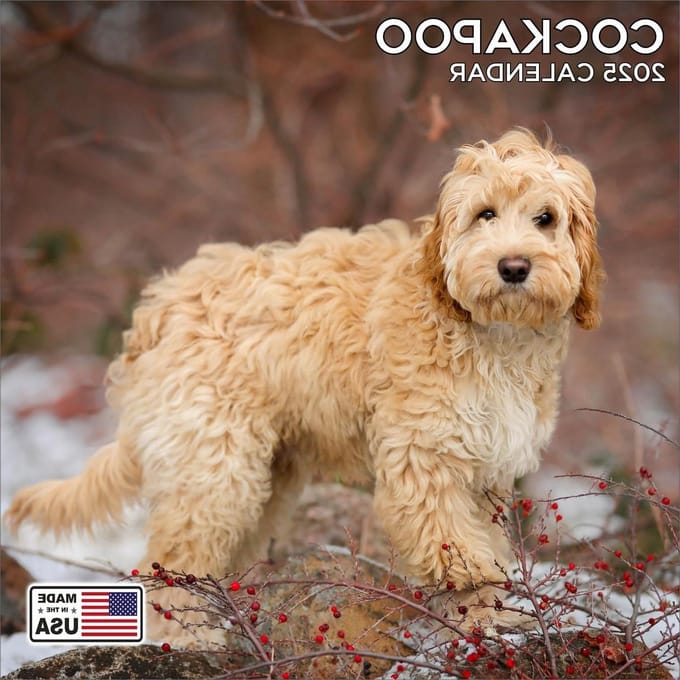 Cockapoo Kalender - Honden Kalender - Jaar Planning - High-definition Beelden - 30x30 cm - Multicolor