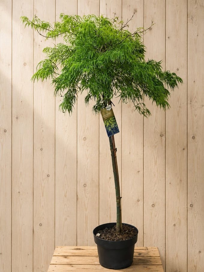 Acer Palmatum Japanse Esdoorn 'Dissectum' 170 cm Warentuin Natuurlijk