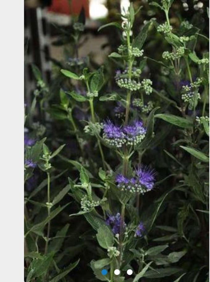 Caryopteris clandonensis 'Heavenly Blue' - Blauwe Spirea, Baardbloem, Herfstsering 40 - 50 cm in pot
