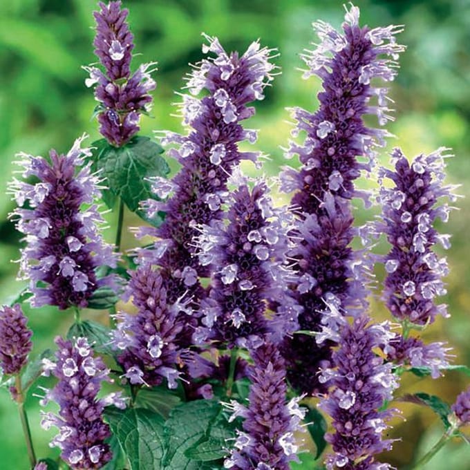 6 x Agastache 'Black Adder'  - Anijsplant pot 9x9 cm