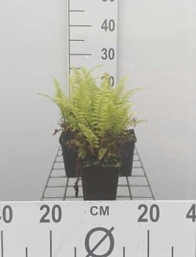 6x Adelaarsvaren - Pteridium aquilinum | 9x9 cm pot