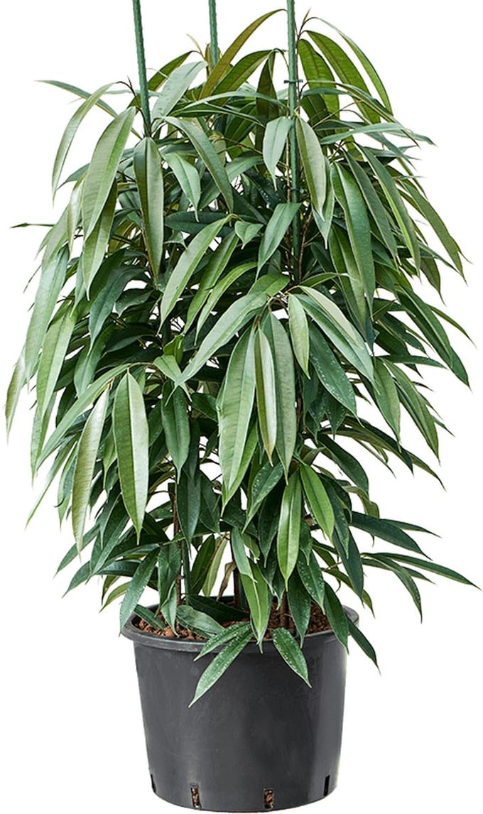 Hydroplant Ficus Binnendijkii Amstel King
