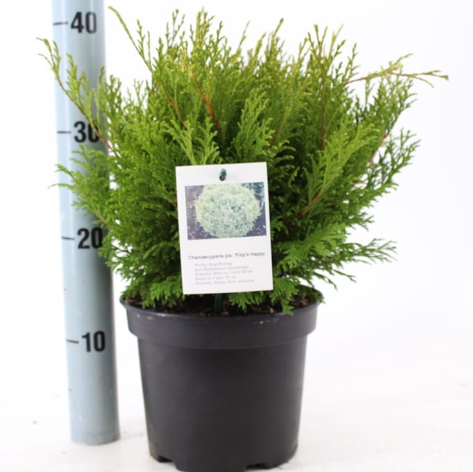 Chamaecyparis p. 'Paul's Gold' - Schijncipres | 25-30 cm pot