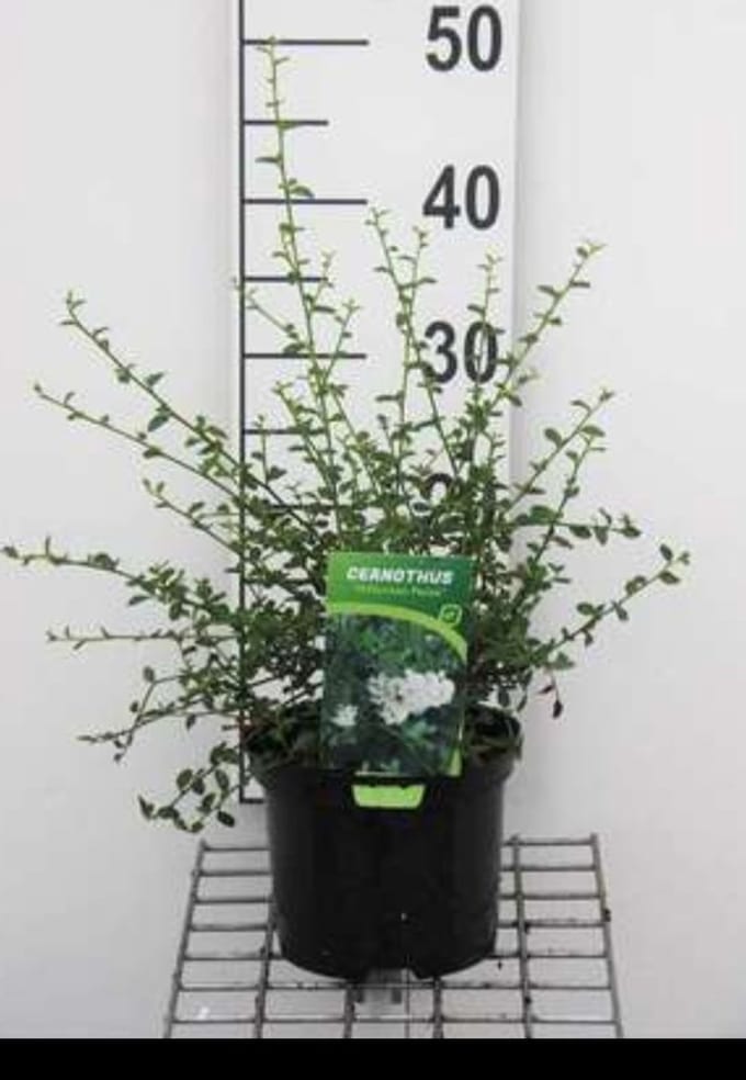 2 x Ceanothus thyrs. 'Millerton Point' - Amerikaanse Sering, Sikkelbloem 25- 30 cm in pot