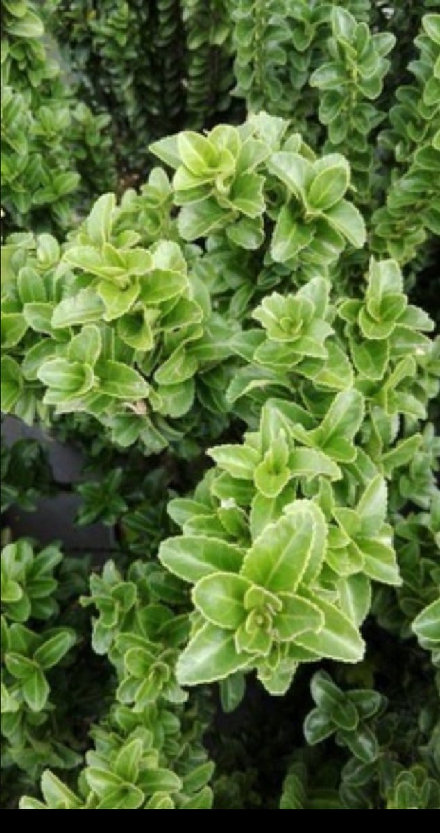 Euonymus jap. 'Benkomasaki' ( erecta) - Kardinaalshoed, Kardinaalsmuts 60- 80 cm in pot