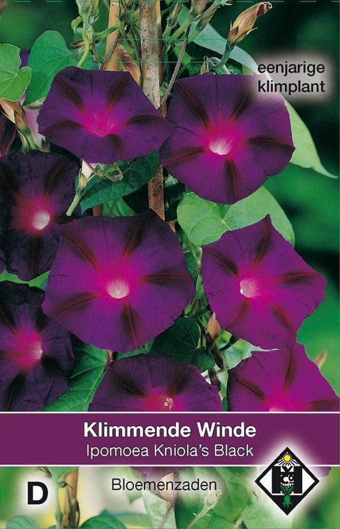2 stuks Van Hemert & Co Ipomoea purpurea Kniola s Black