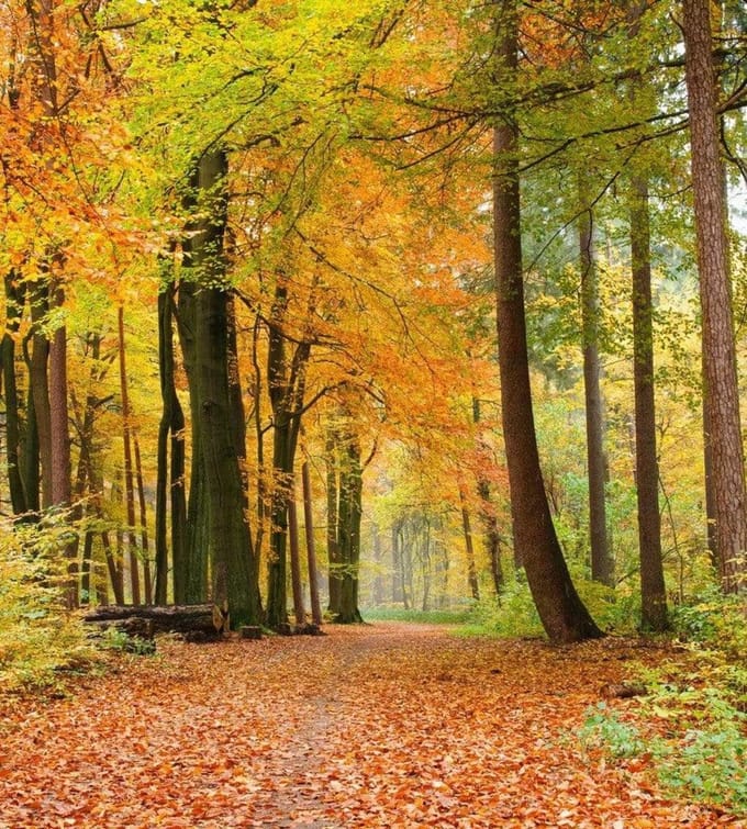 Fotobehang - Autumn Forest 225x250cm - Vliesbehang